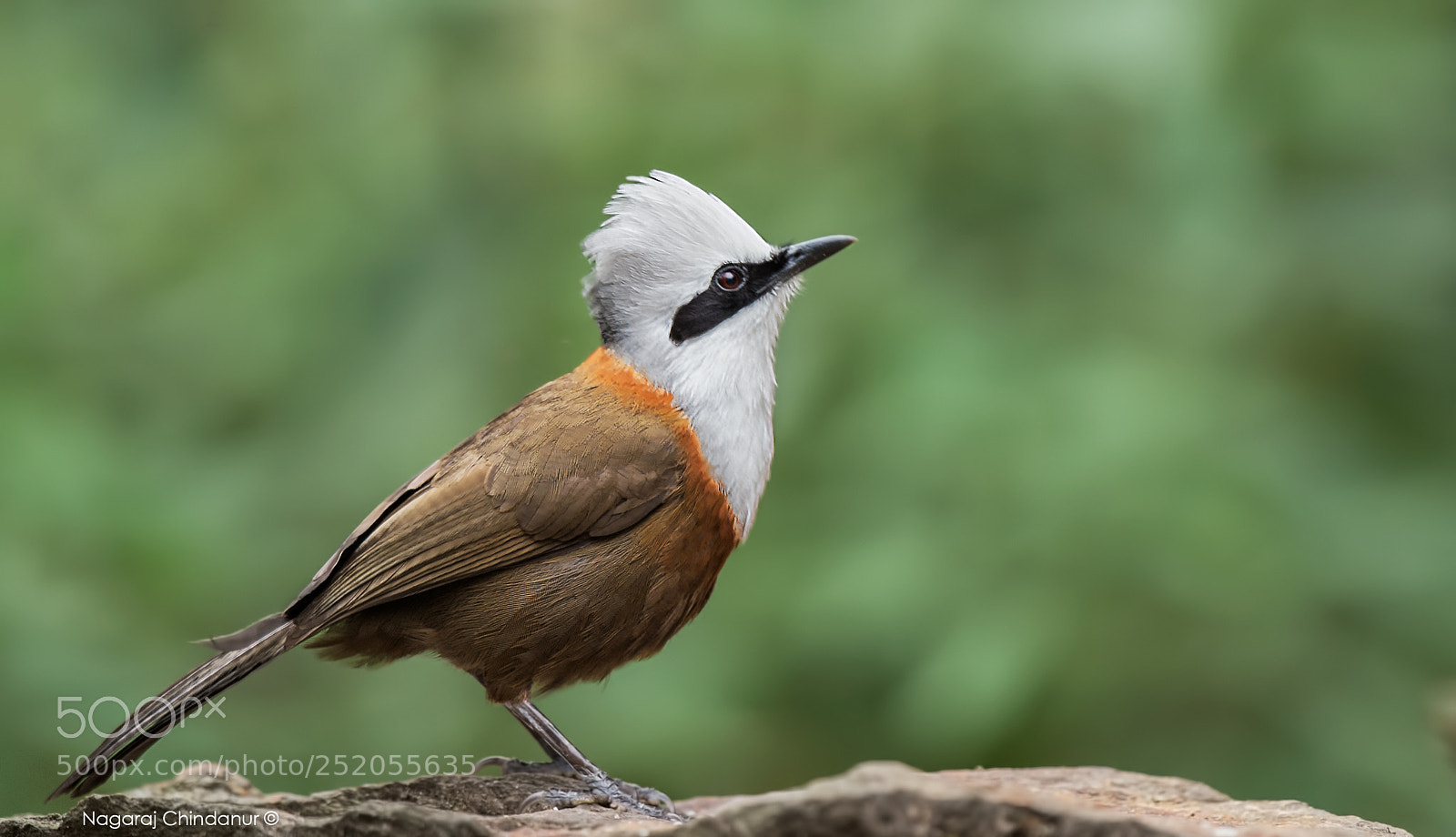 Nikon D4S sample photo. White crested laughing thrush.... photography