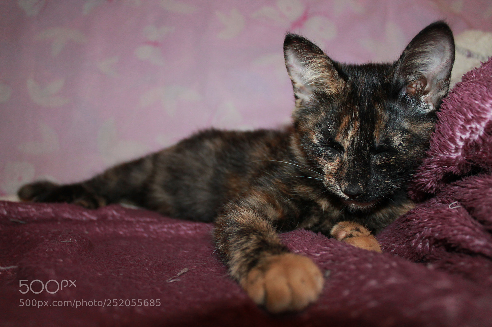 Canon EOS 1100D (EOS Rebel T3 / EOS Kiss X50) sample photo. Kitty photography