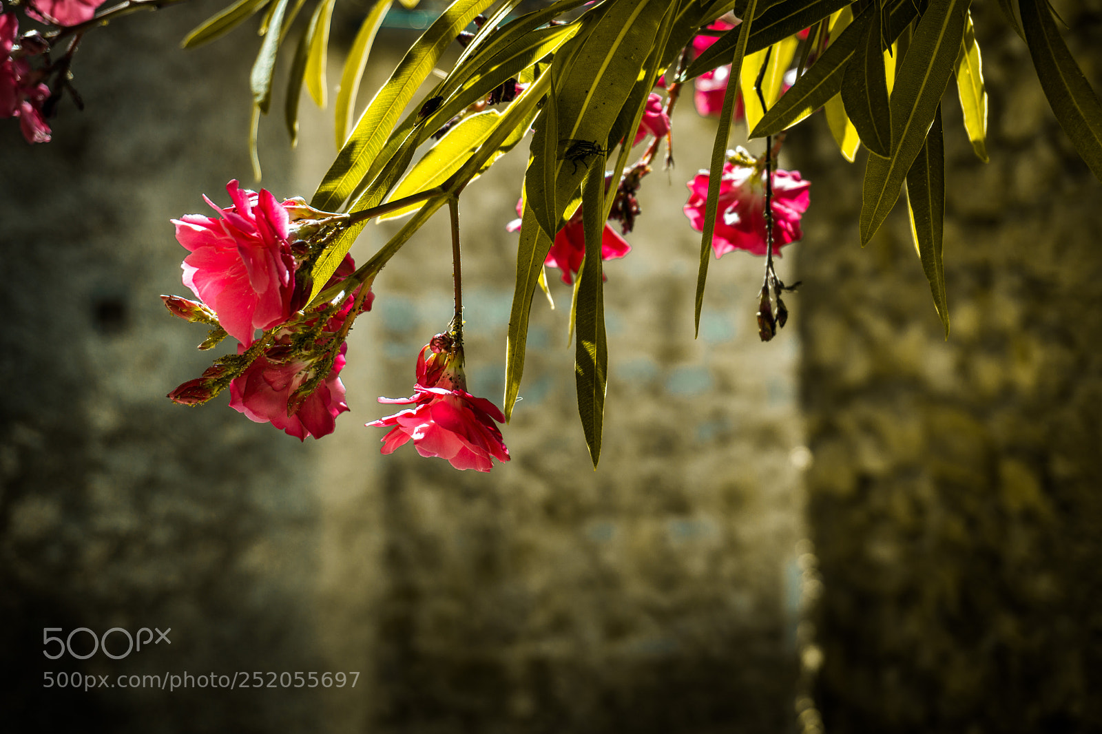 Sony a6000 sample photo. French scent photography