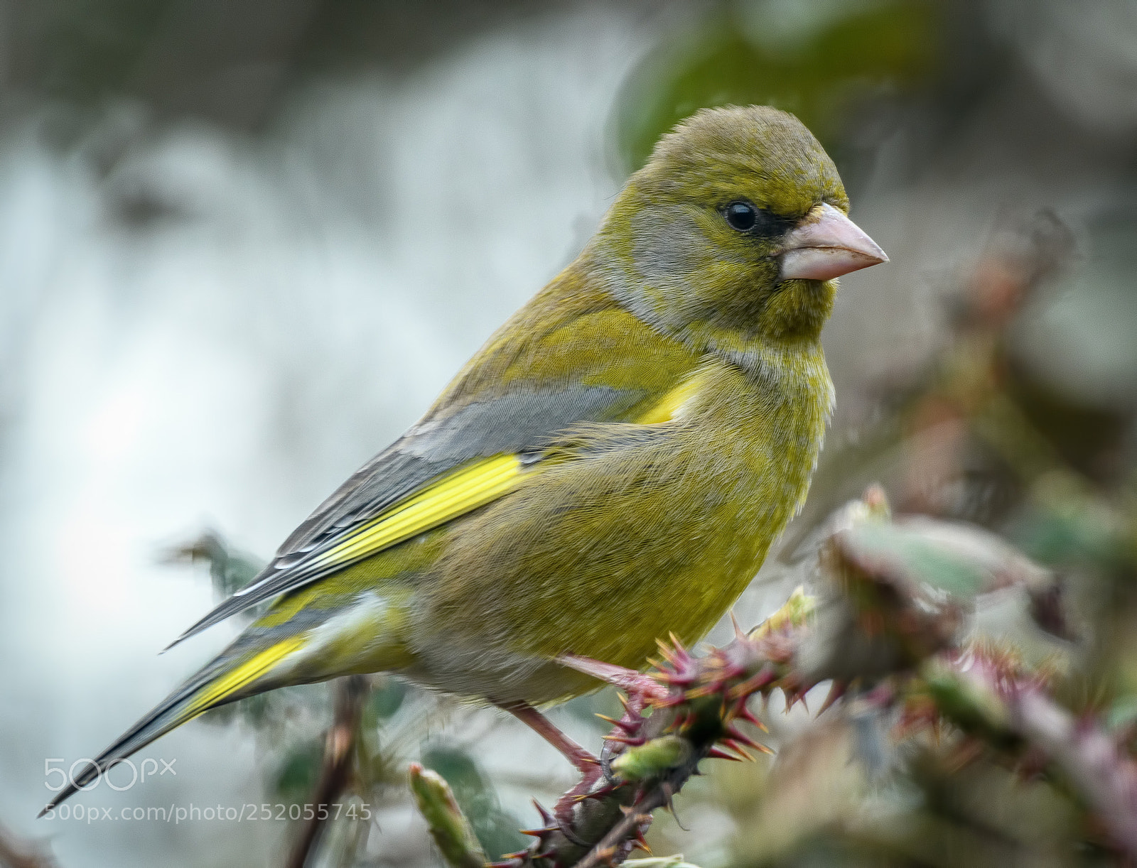 Nikon D500 sample photo. Gorgeous greenfinch photography