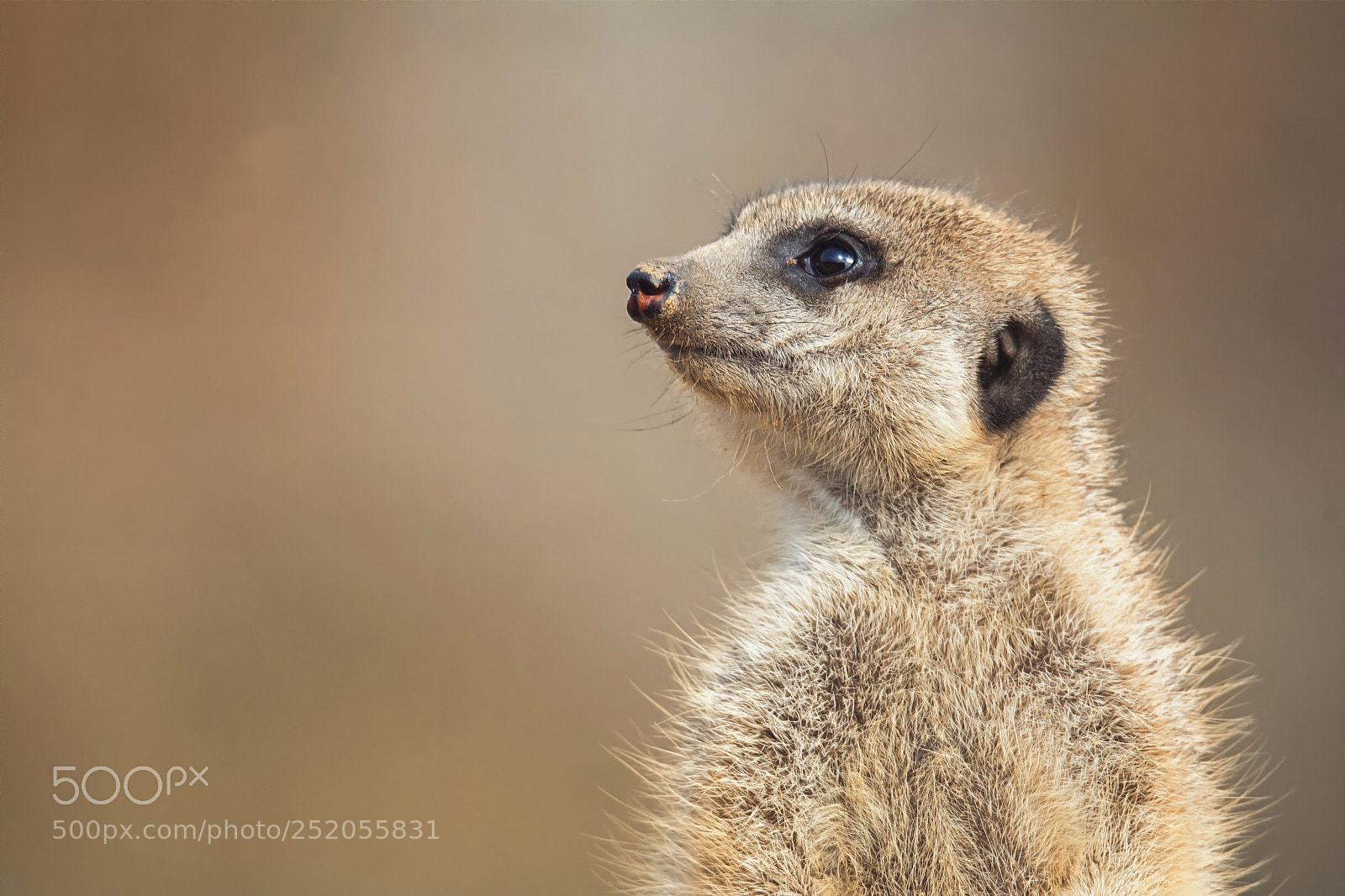 Nikon D7100 sample photo. Meerkat detail photography