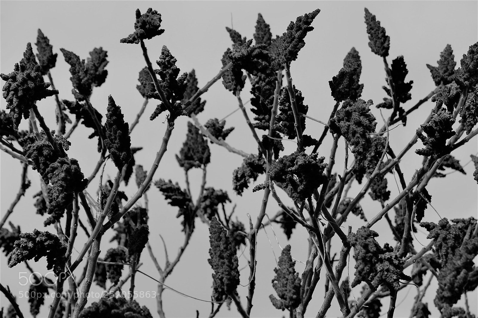 Canon EOS 1300D (EOS Rebel T6 / EOS Kiss X80) sample photo. Blossom tree  photography