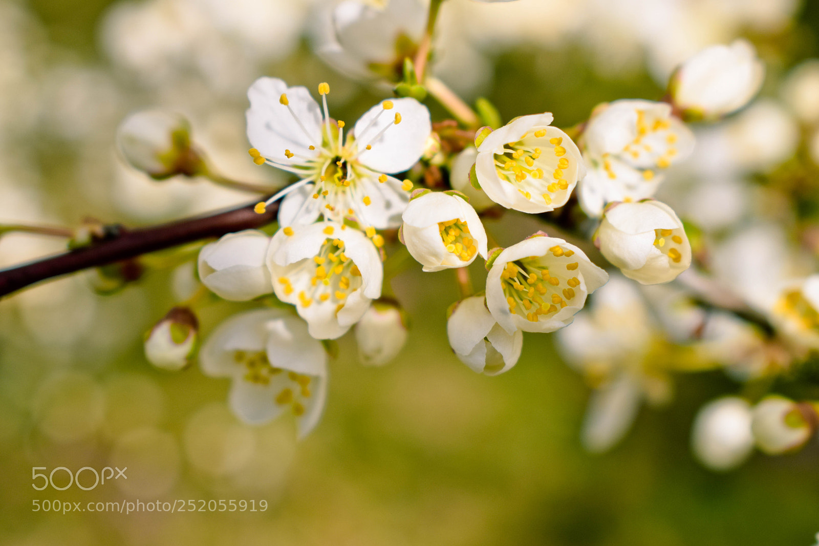 Nikon D3300 sample photo. Spring green photography