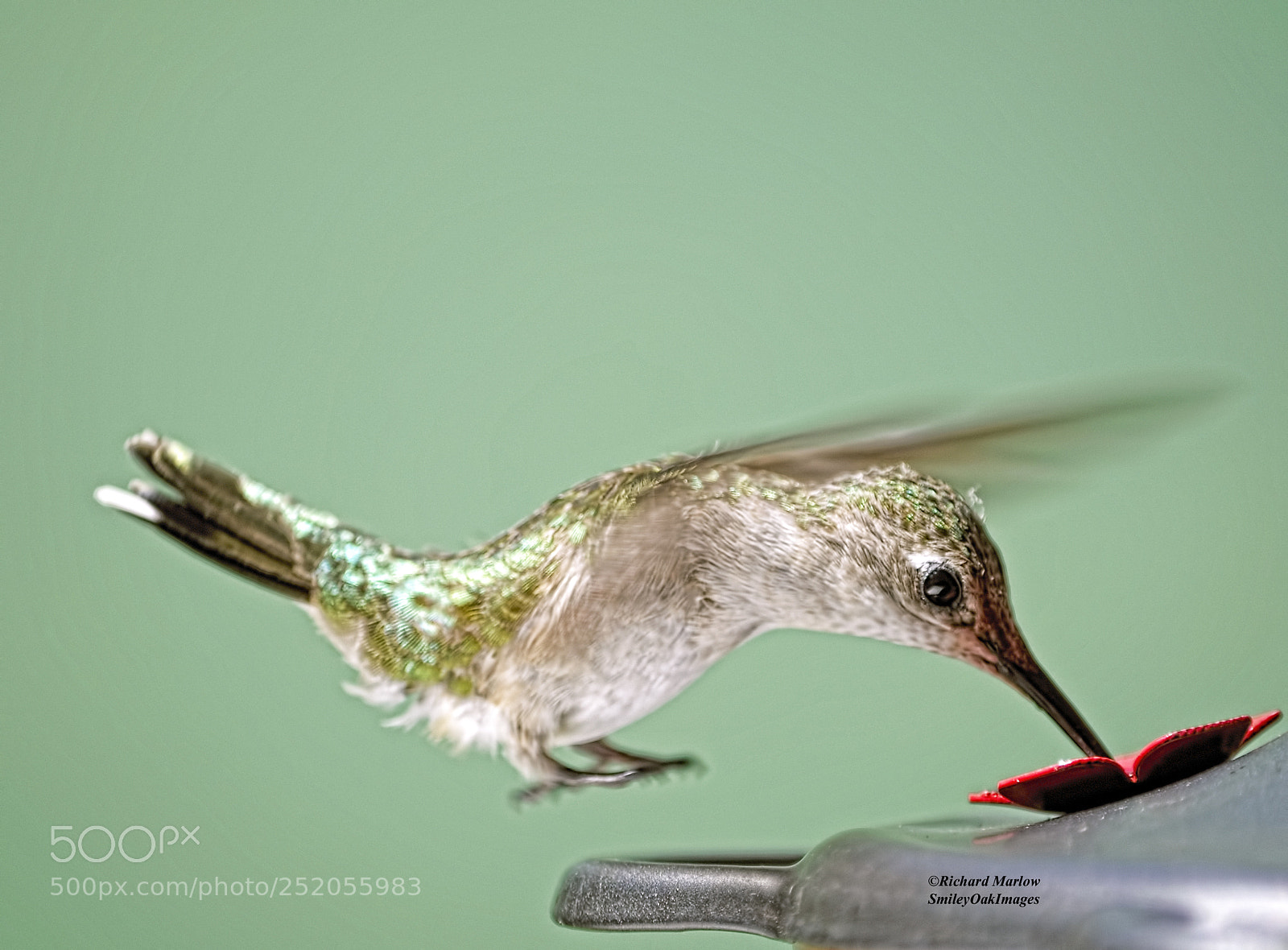Nikon D5000 sample photo. Hummingbird photography