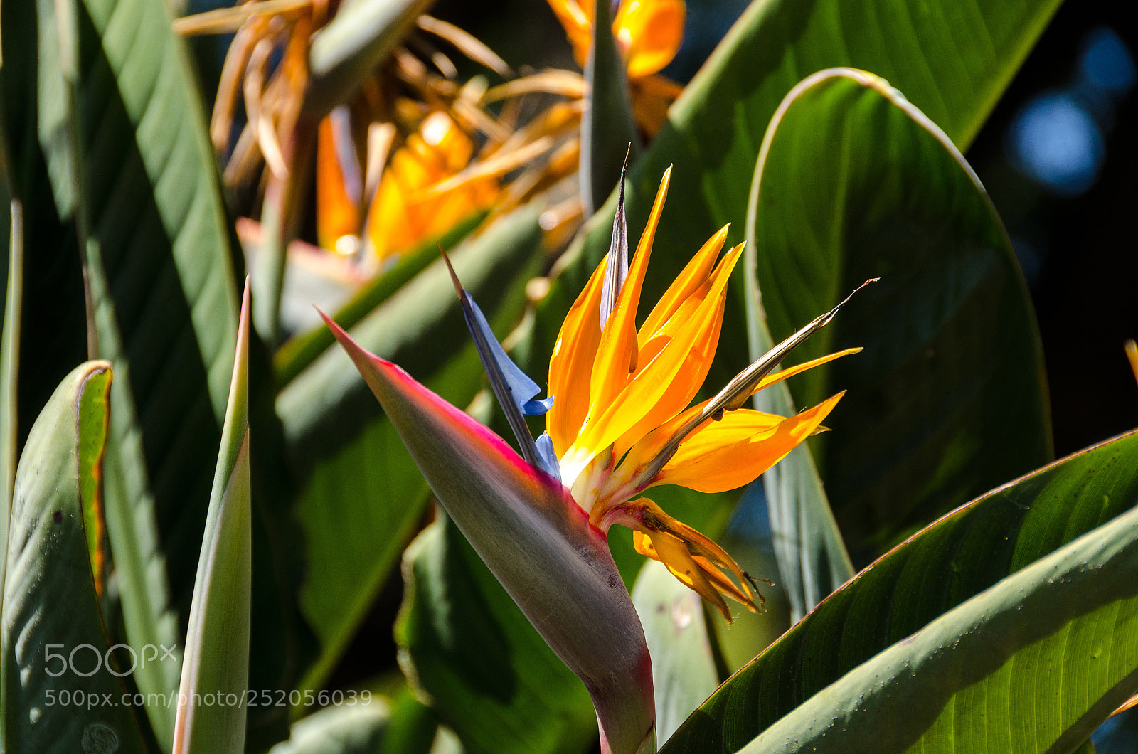 Nikon D7000 sample photo. Bird photography