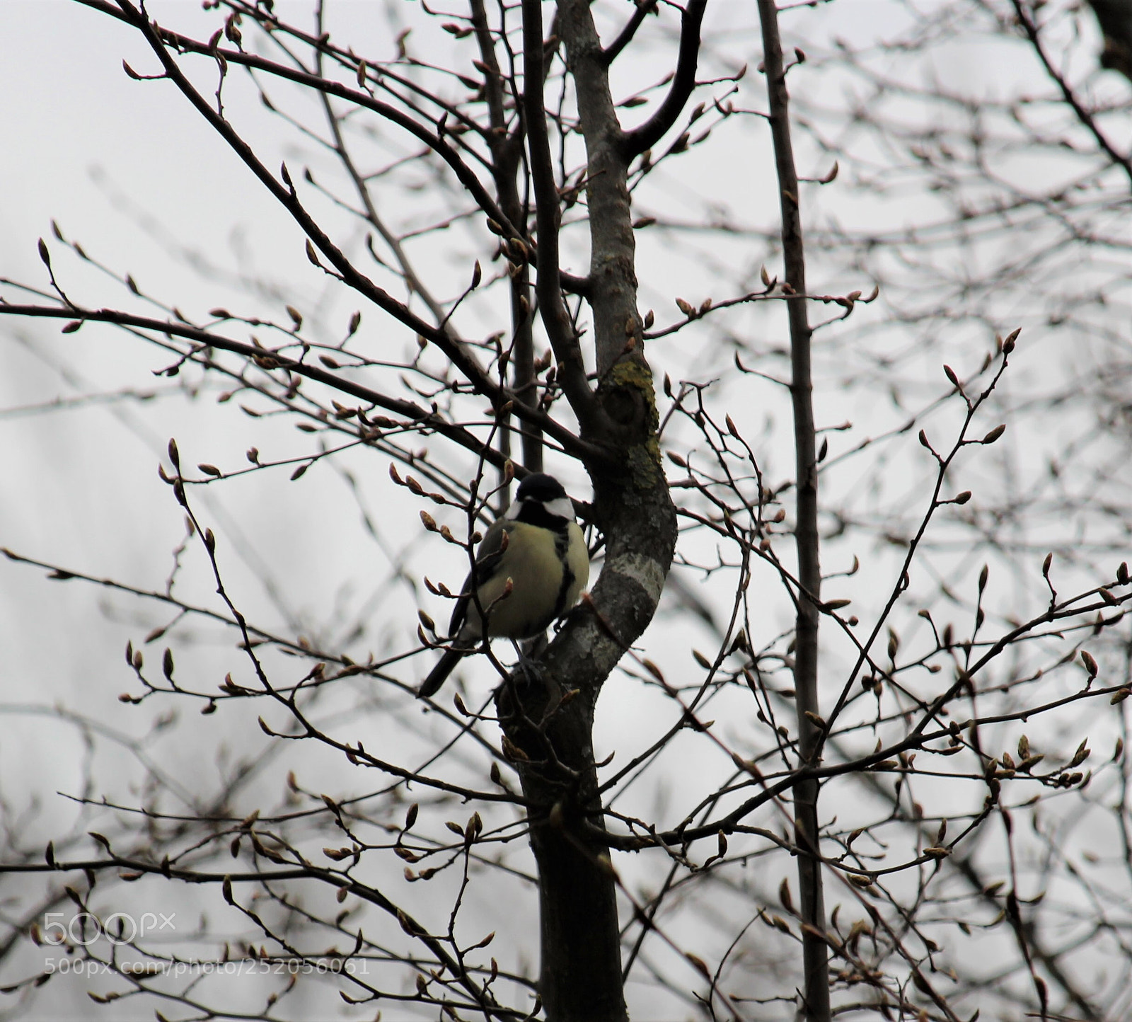 Canon EOS 1300D (EOS Rebel T6 / EOS Kiss X80) sample photo. Little bird  photography
