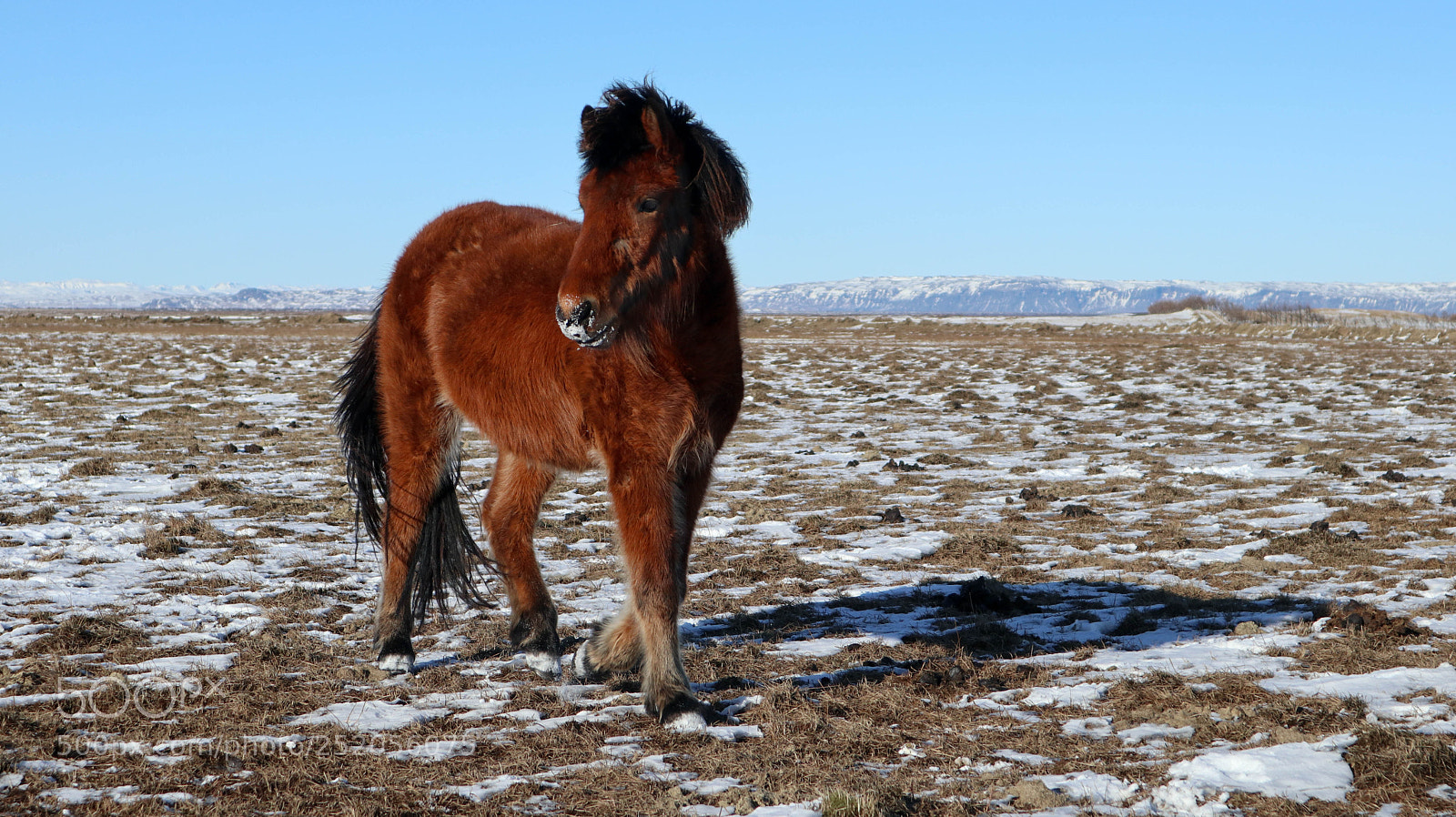 Canon EOS M6 sample photo. Icelandic horse photography