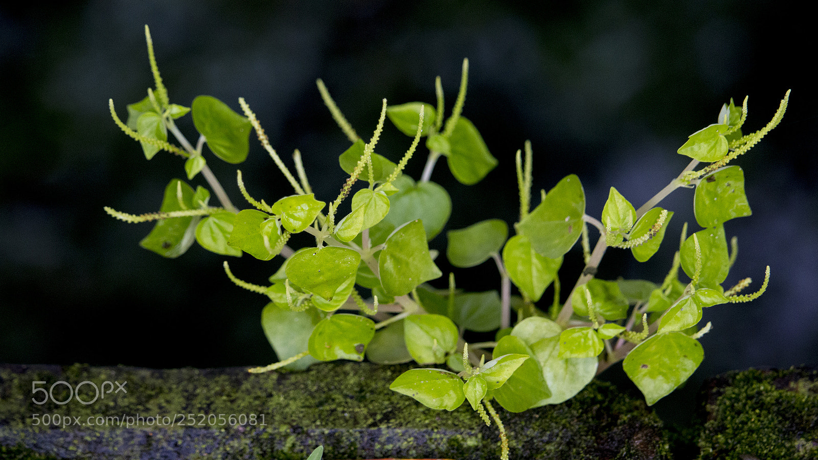 Canon EOS 70D sample photo. Growing photography