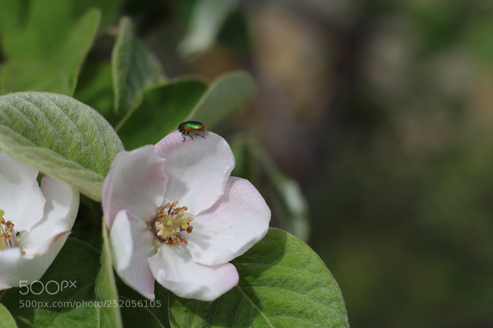 Canon EOS 700D (EOS Rebel T5i / EOS Kiss X7i) + Canon EF 50mm F1.8 STM sample photo. Untitled photography