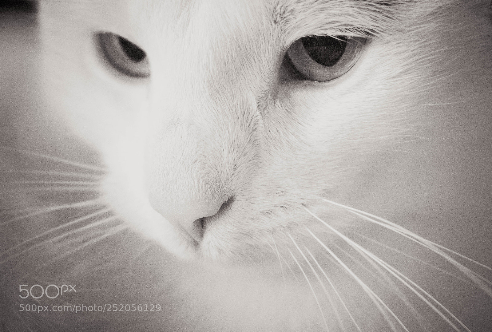 Nikon D3300 sample photo. Spottie photography
