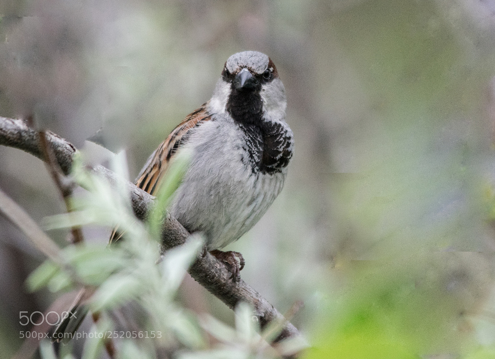 Pentax K-3 II sample photo. House sparrow watch photography