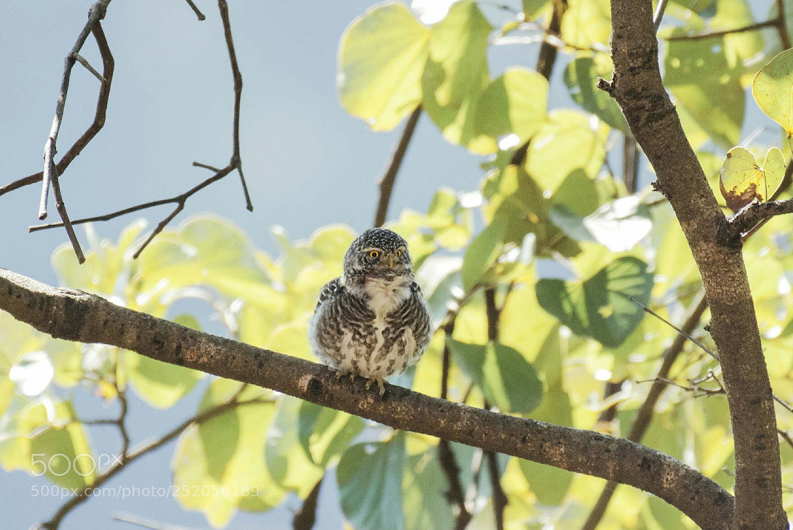 Nikon D5100 sample photo. Asian barred owl photography