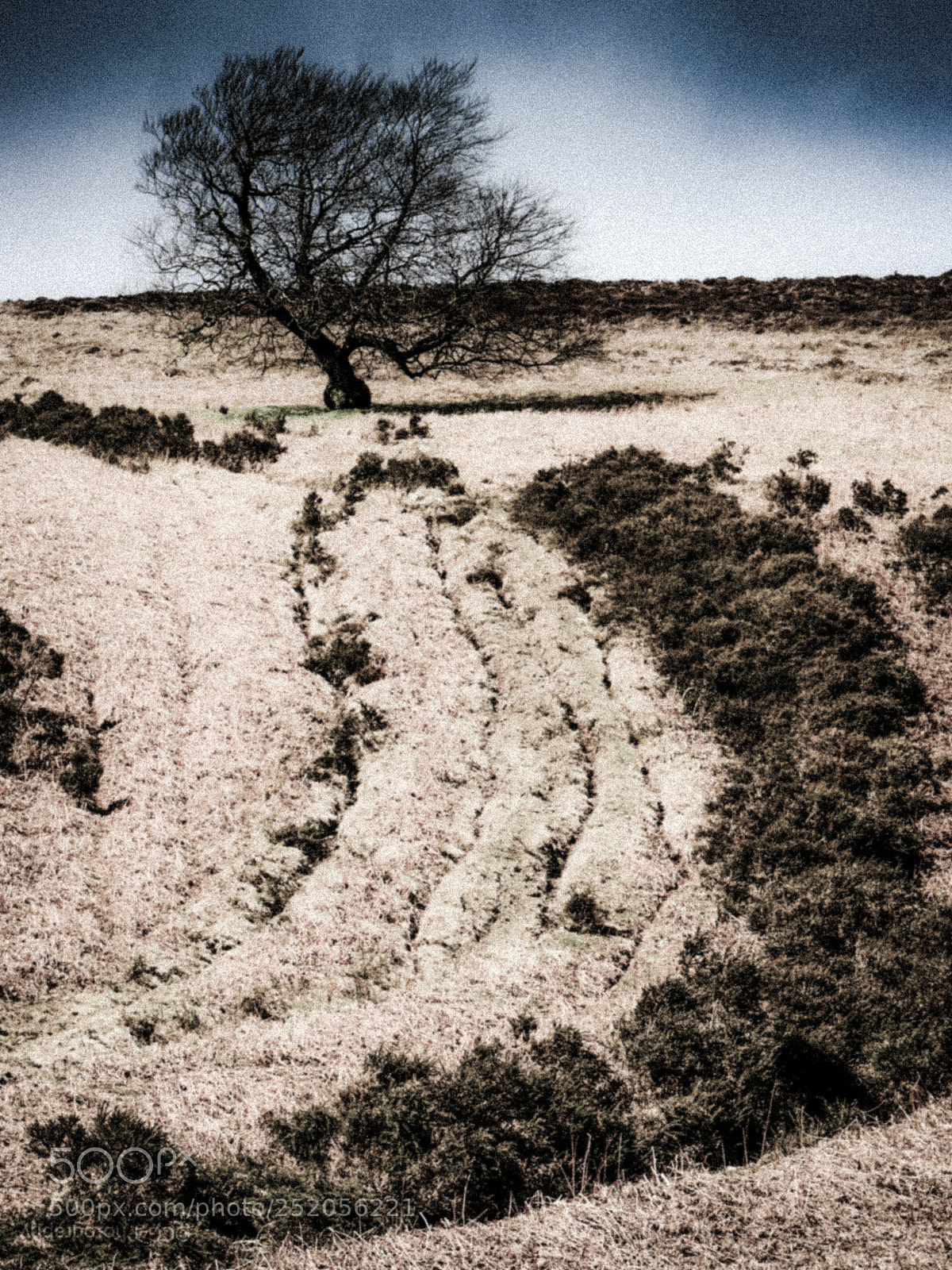 Panasonic Lumix DMC-GX8 sample photo. Lonely tree photography