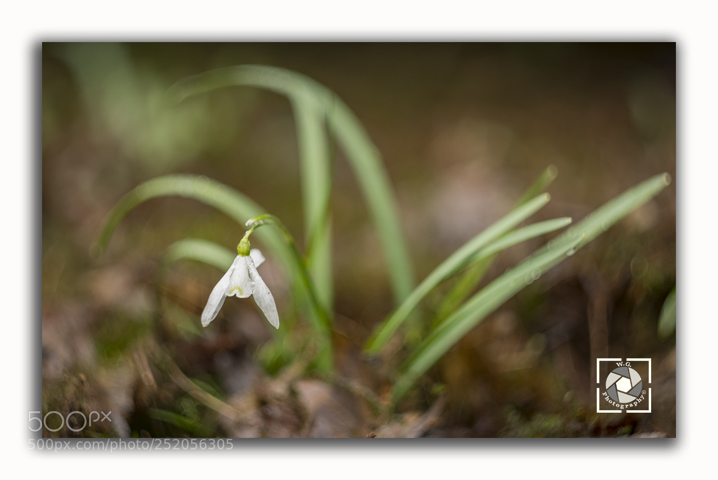 Fujifilm X-T2 sample photo. Snowdrop photography