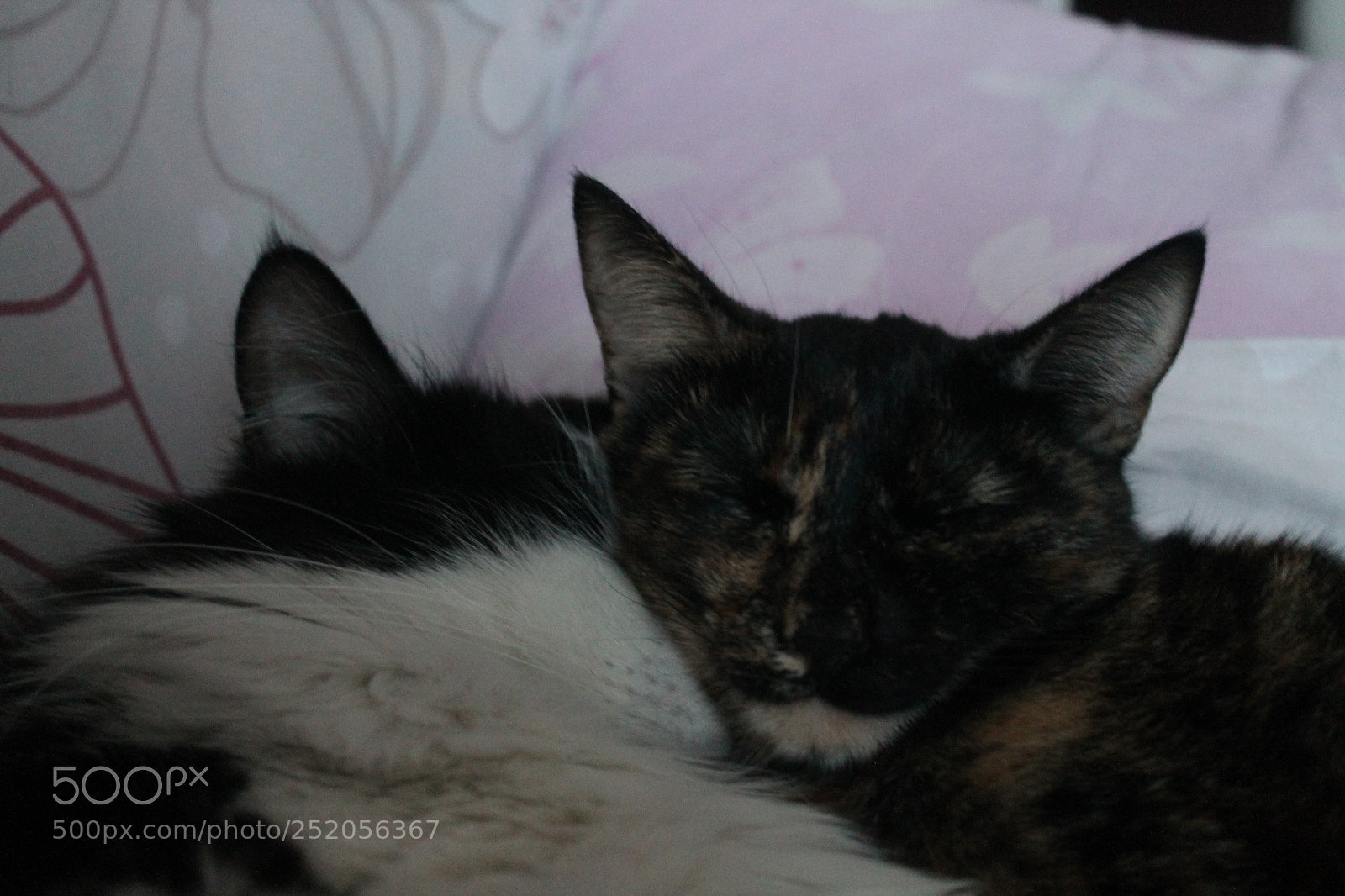 Canon EOS 1100D (EOS Rebel T3 / EOS Kiss X50) sample photo. Cats photography