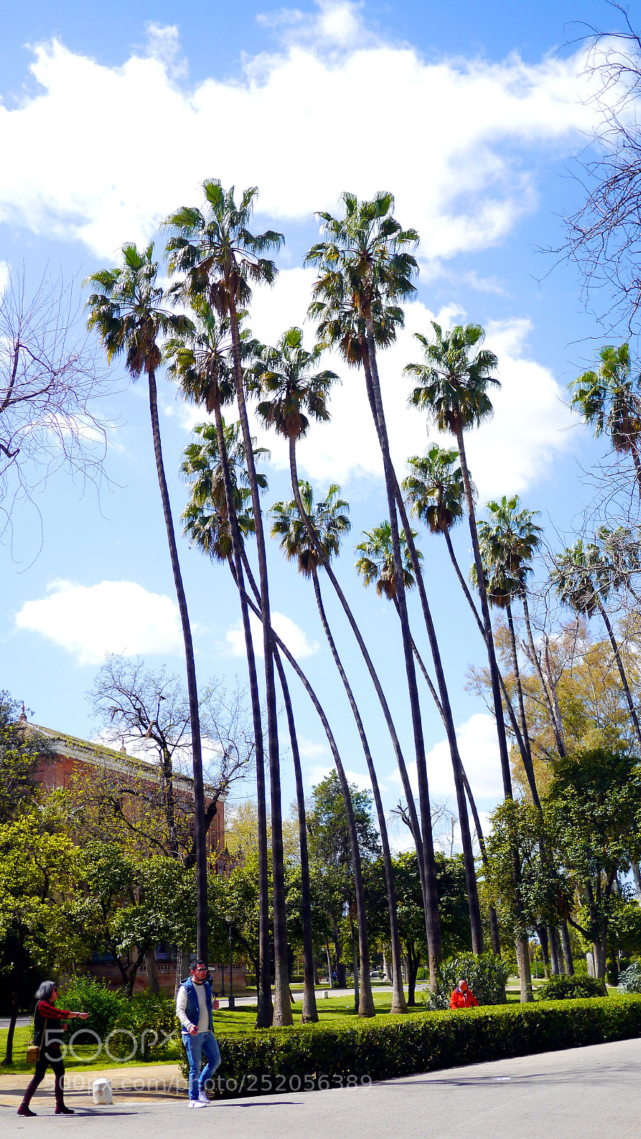 Panasonic Lumix DMC-G3 sample photo. Palm trees photography