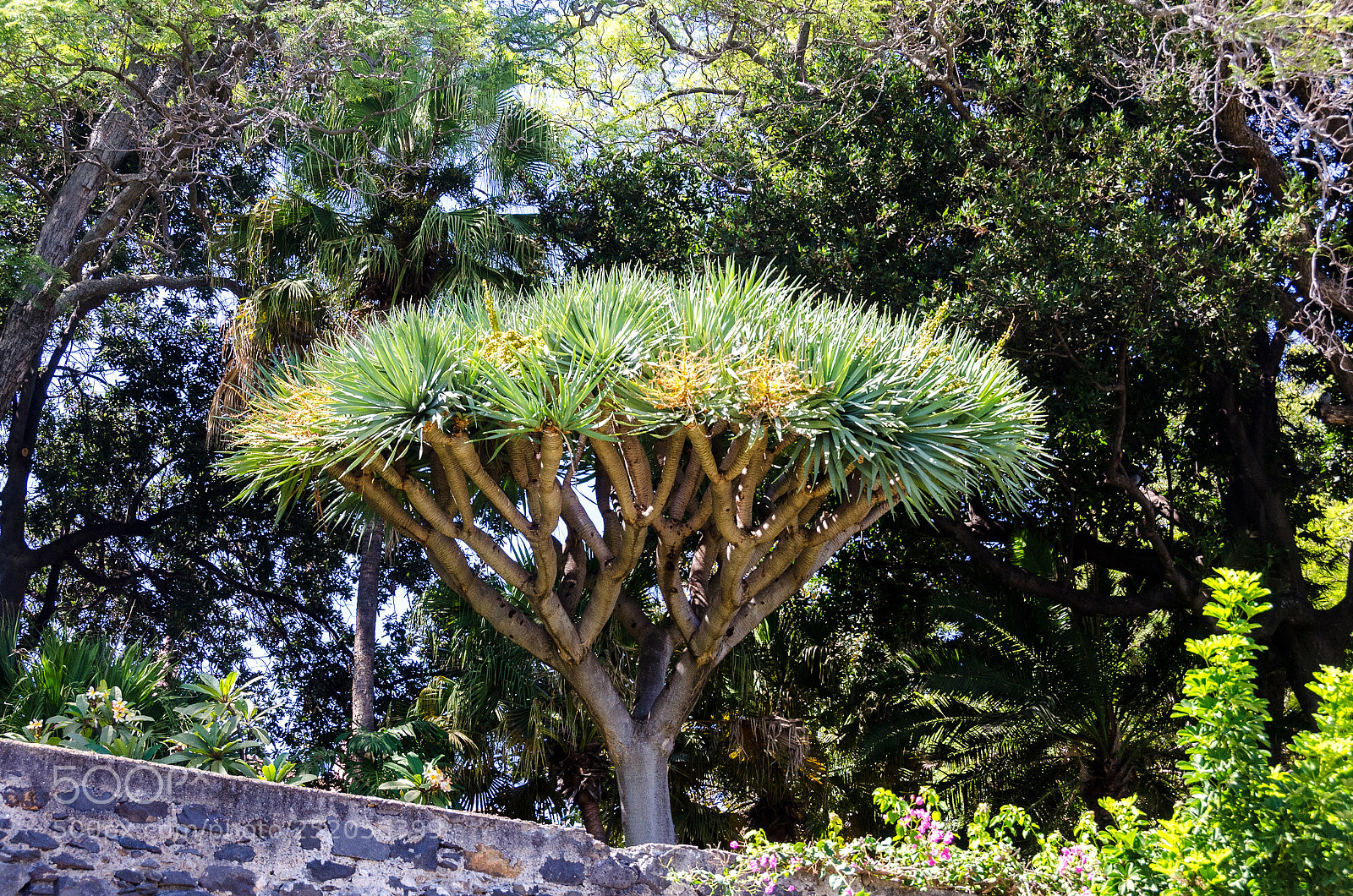 Nikon D7000 sample photo. Tree photography