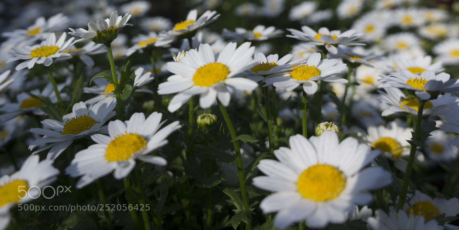 Sony Alpha NEX-5N sample photo. ‎flowers photography