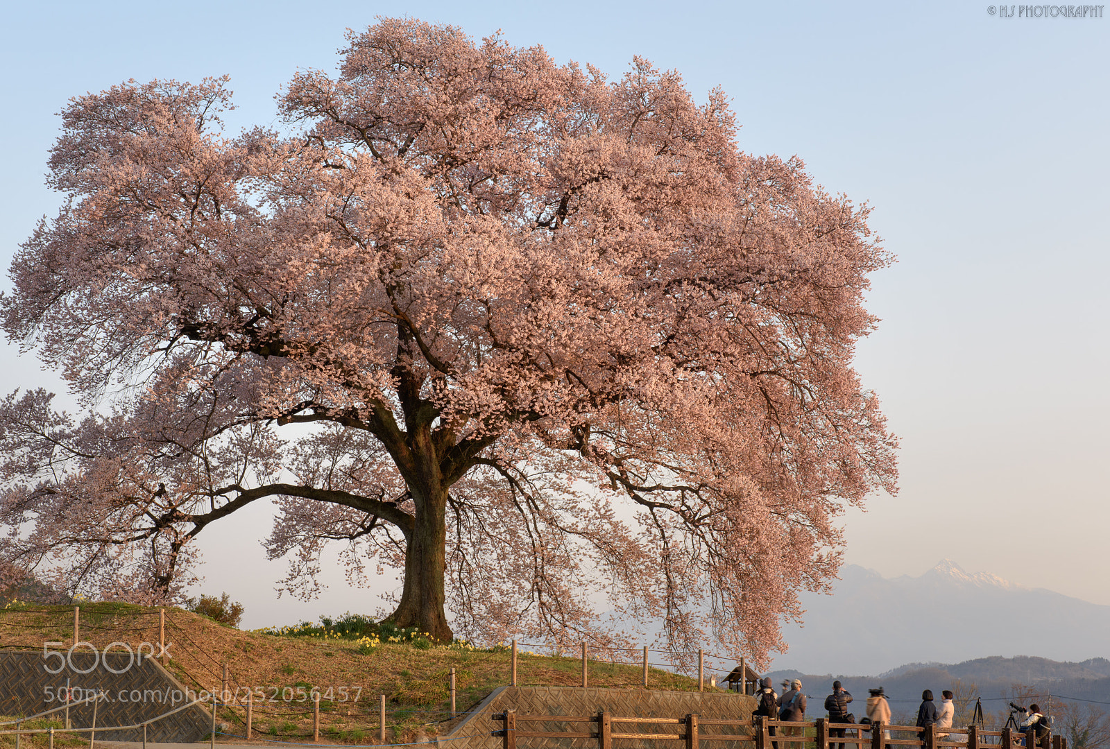 Nikon D810 sample photo. Ancient cherry tree photography