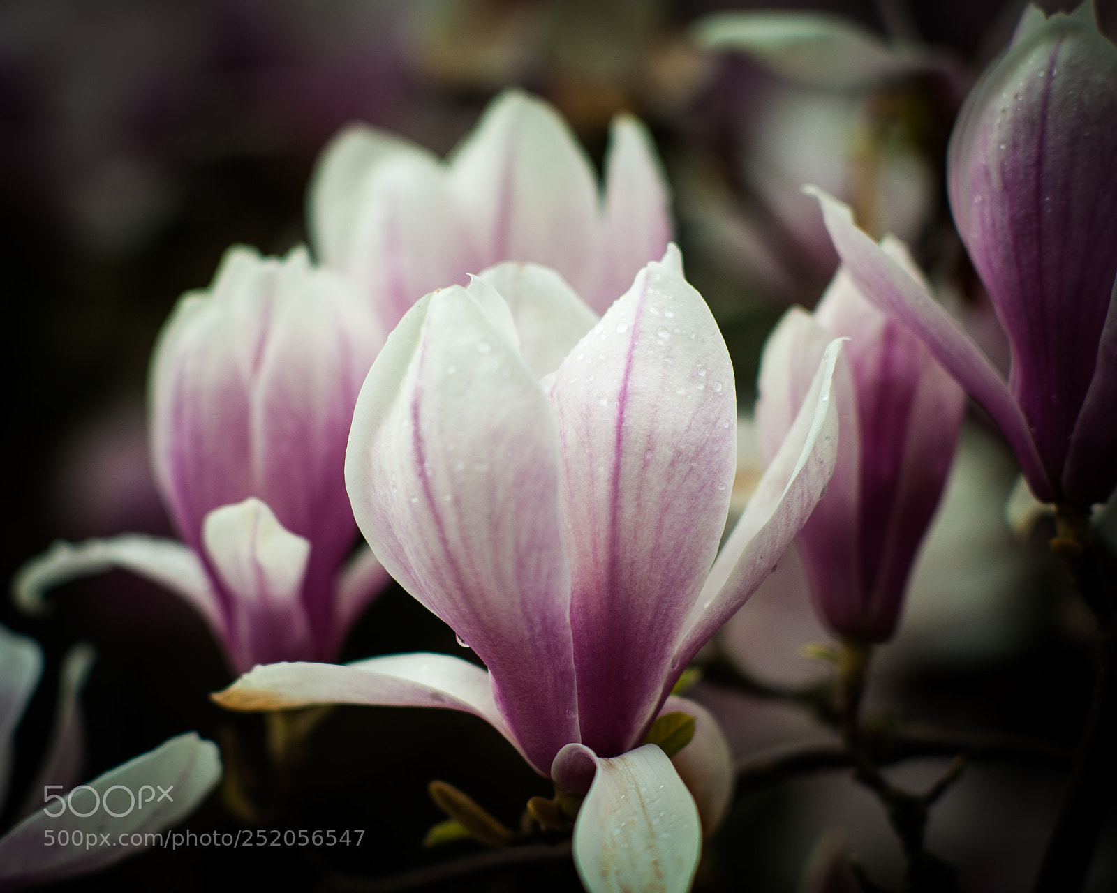 Nikon D700 sample photo. Magnolia morning photography
