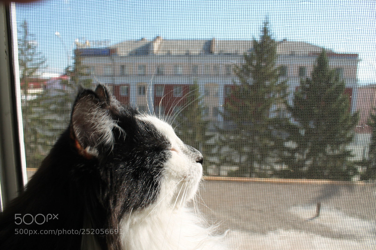 Canon EOS 1100D (EOS Rebel T3 / EOS Kiss X50) sample photo. Cat photography