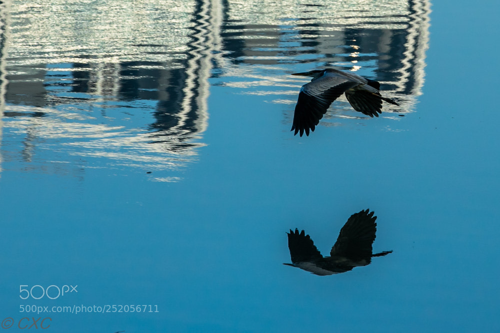Canon EOS 5D Mark IV sample photo. Birds -9 photography