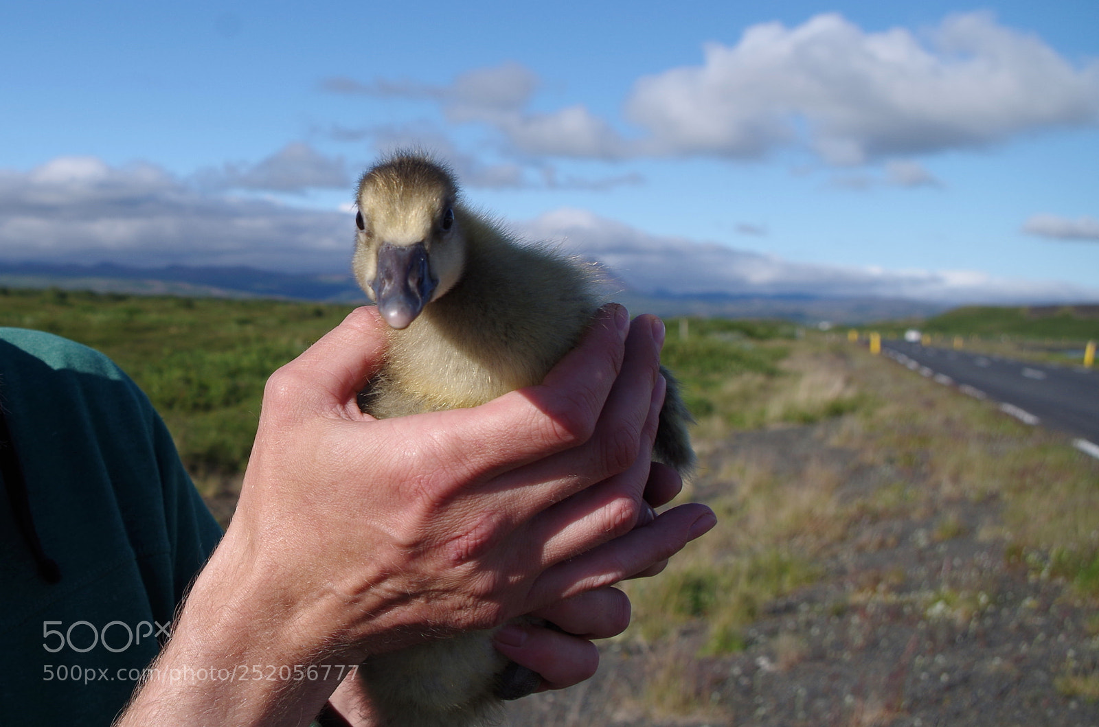 Pentax K-500 sample photo. Wild gosling saved from photography