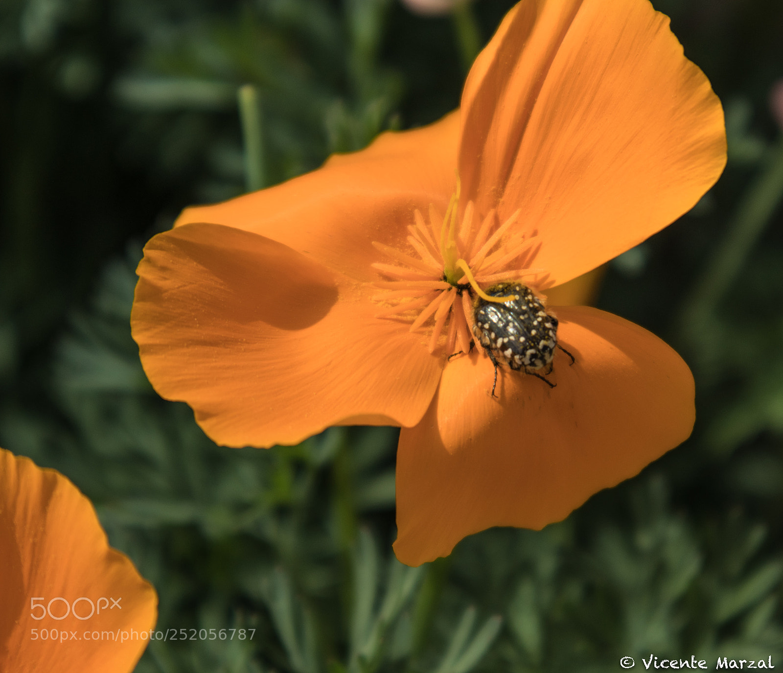 Canon EOS M6 sample photo. Flores photography