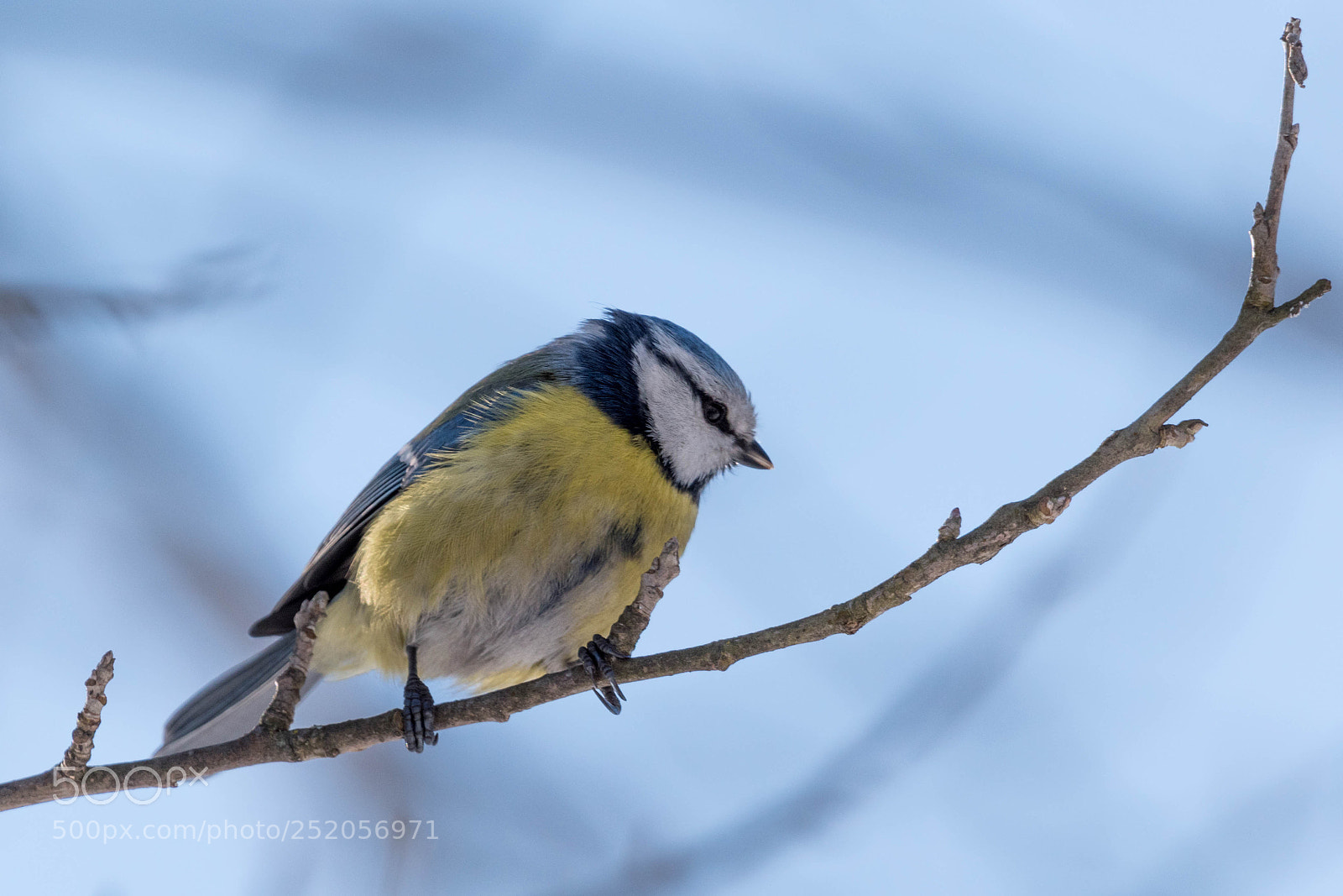 Nikon D5600 sample photo. European blue tit photography