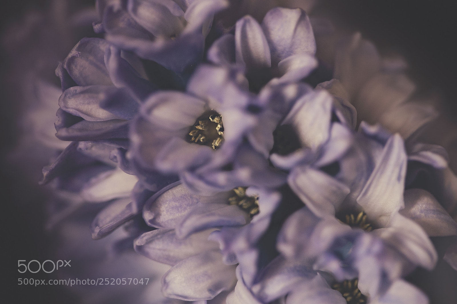 Canon EOS 5D Mark II sample photo. Spring photography