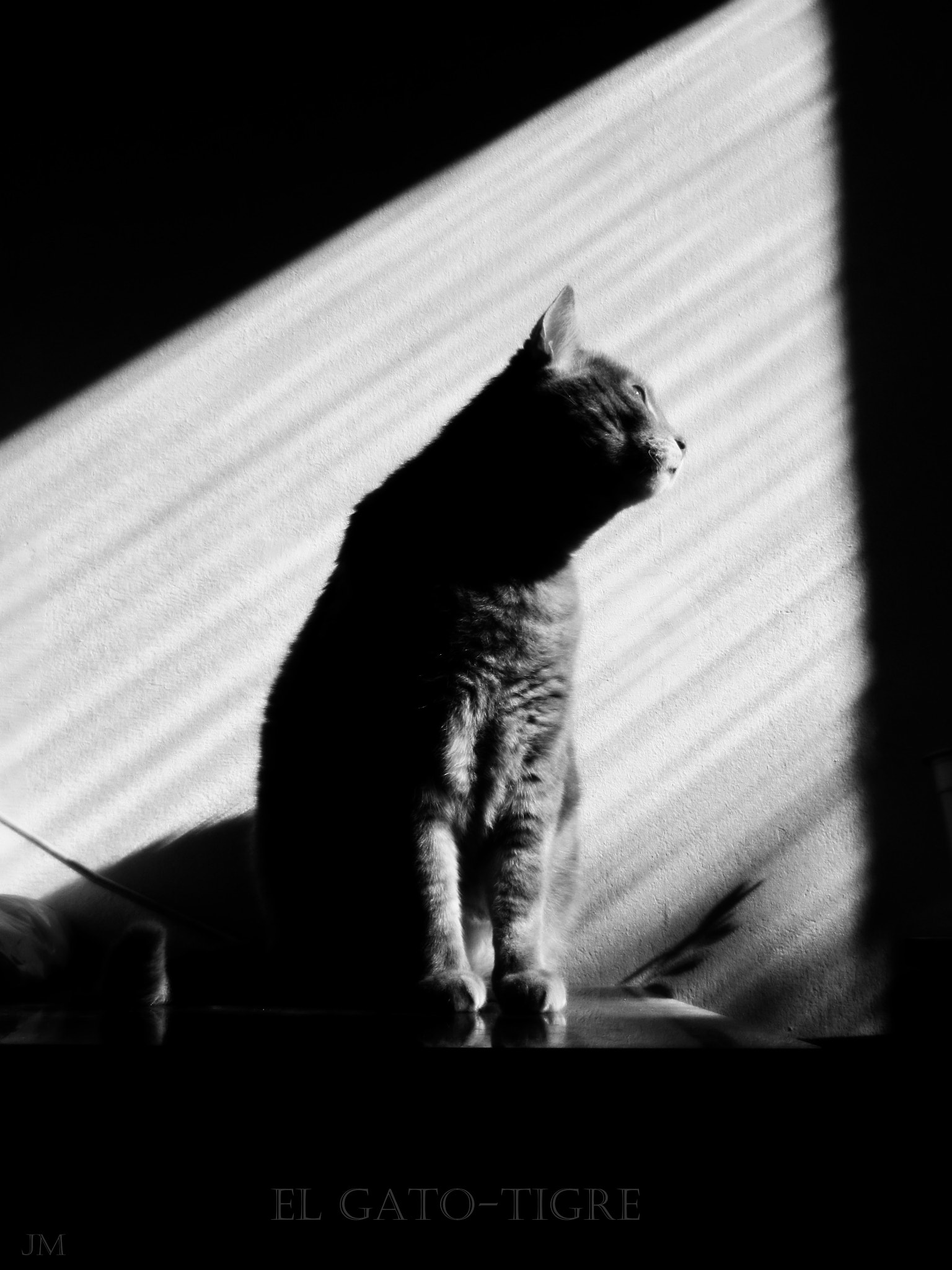 Canon POWERSHOT A3350 IS sample photo. El gato-tigre photography