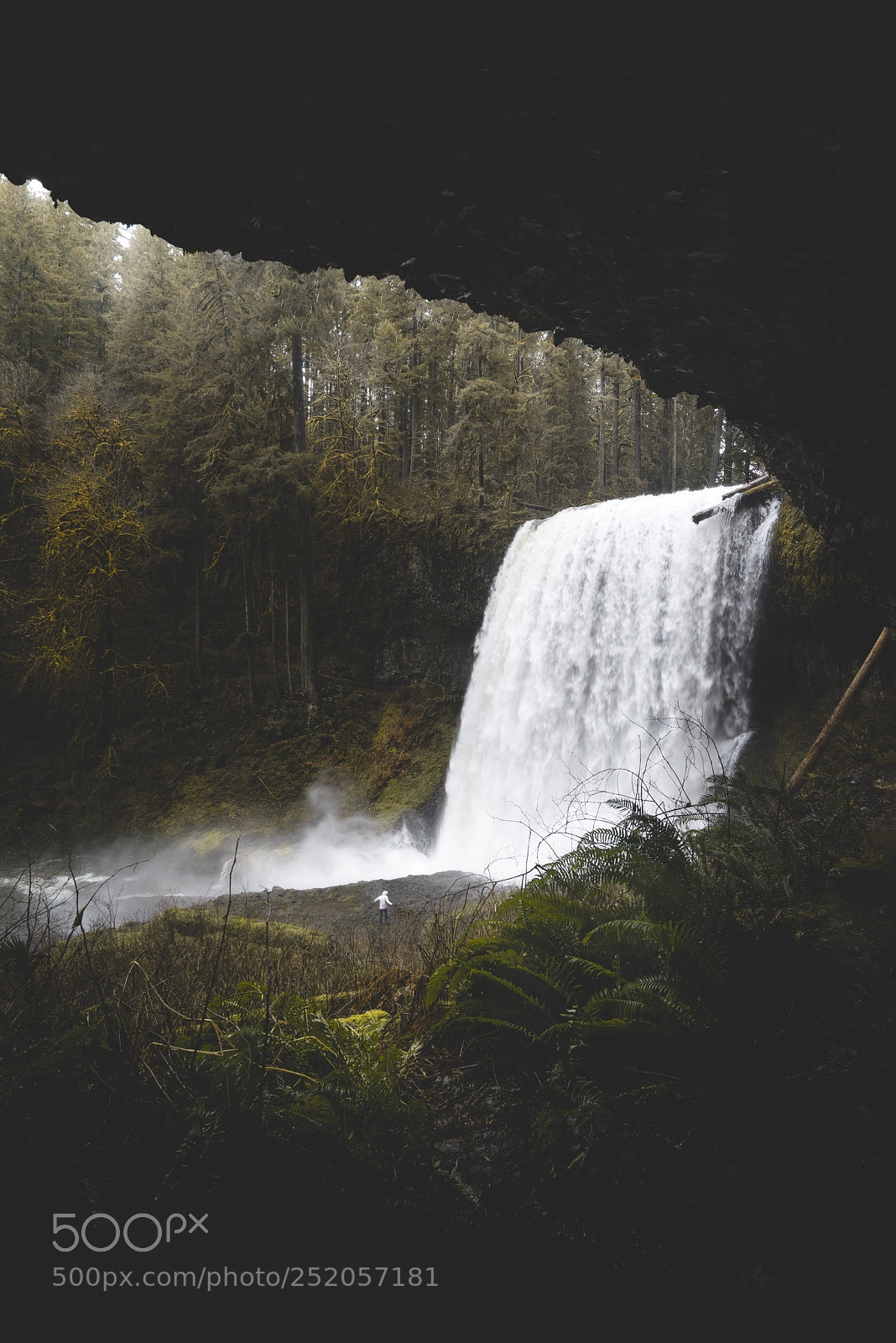 Sony a7R sample photo. Welcome to the rainforest photography
