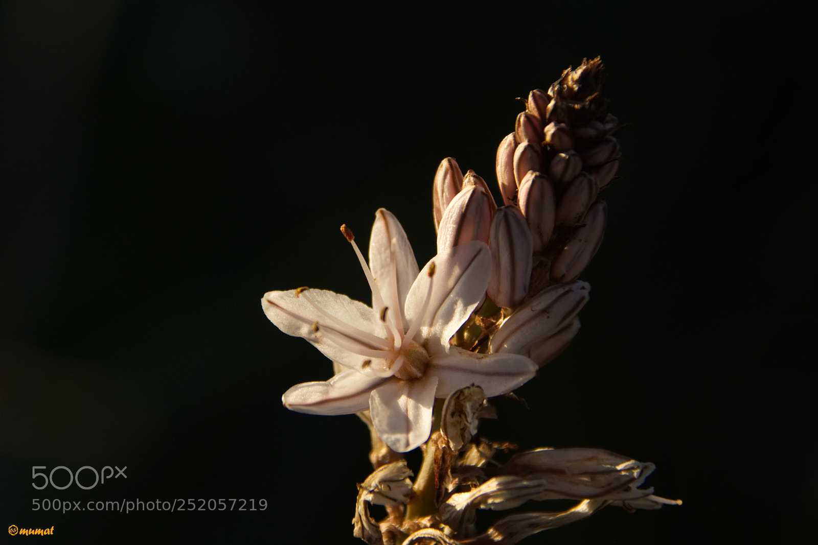 Nikon D7200 sample photo. Asfodelo photography