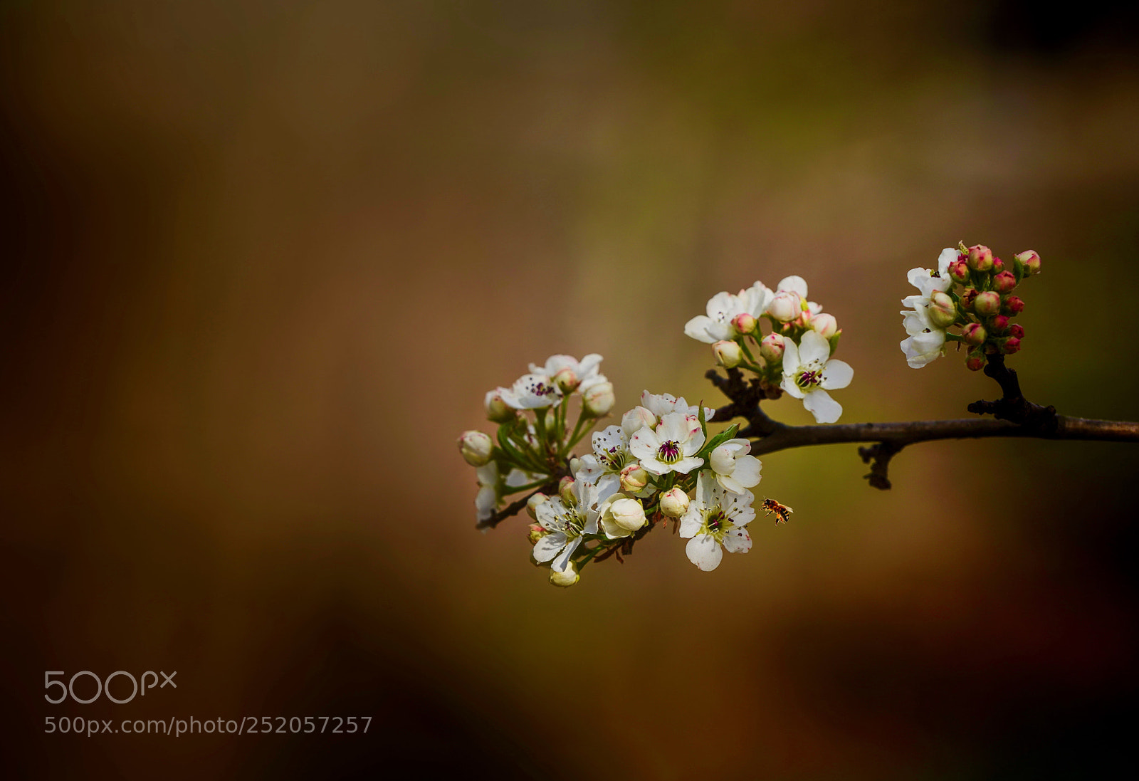 Sony a7R III sample photo. It's spring time photography