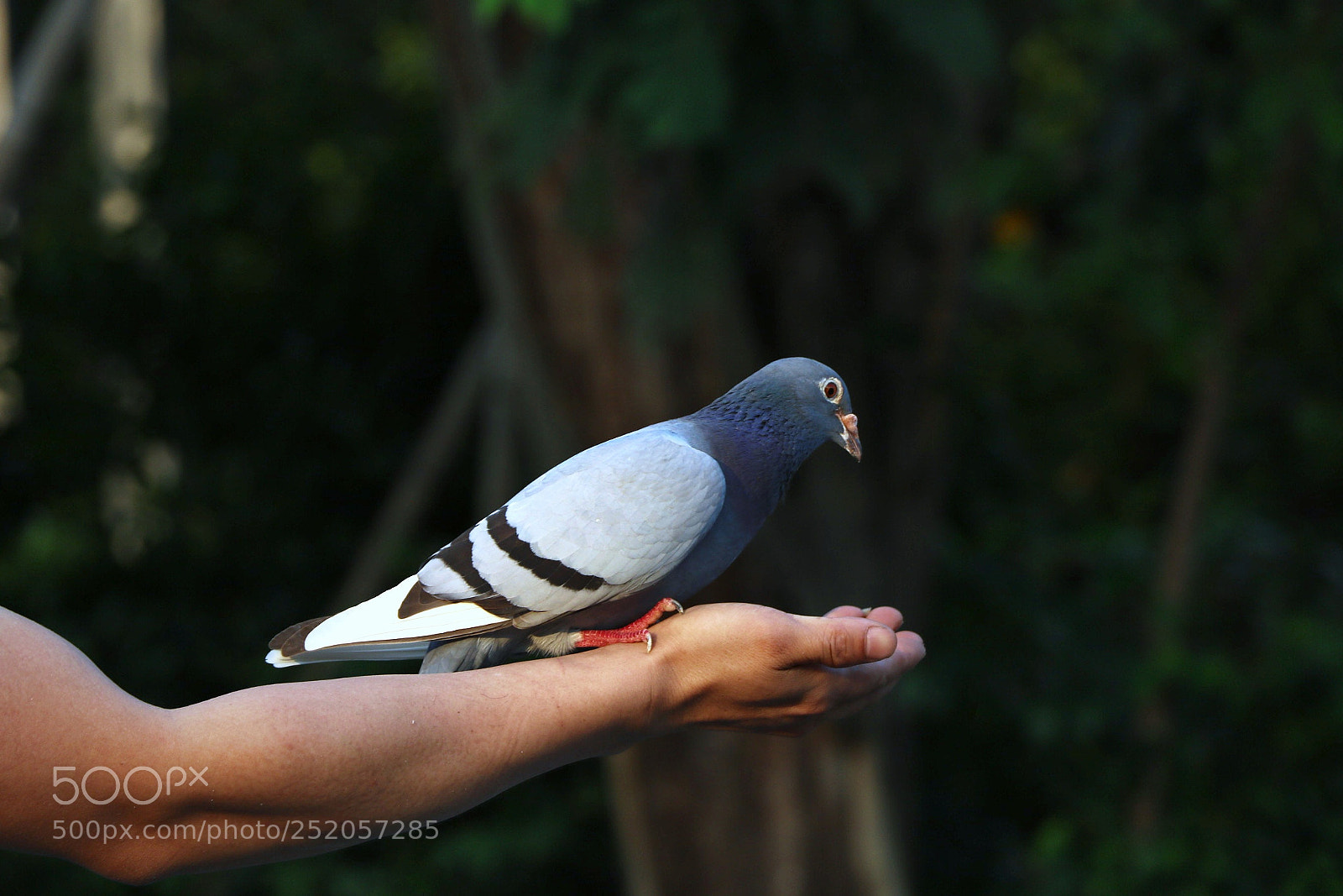 Canon EOS 760D (EOS Rebel T6s / EOS 8000D) sample photo. Untitled photography