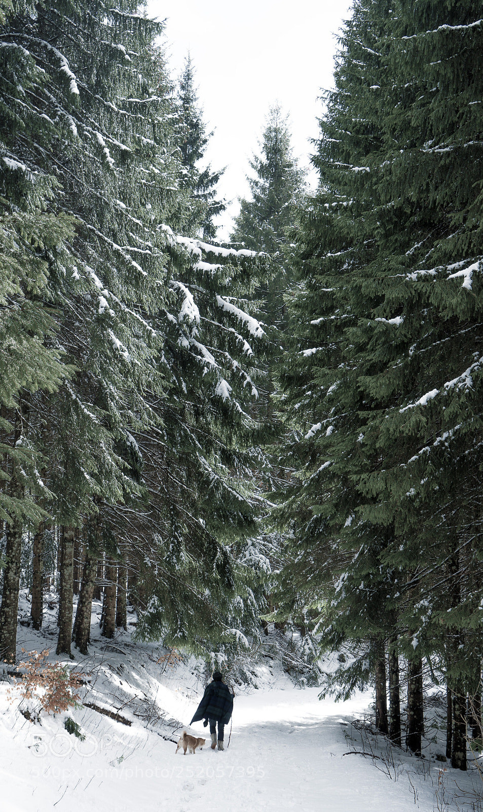 Sony a7R II sample photo. Snowy walk photography