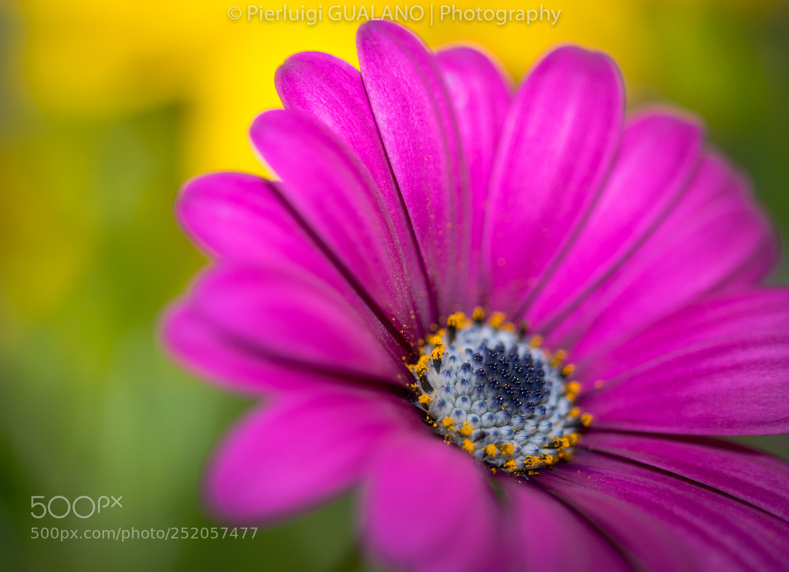 Nikon D850 sample photo. Colored flower photography