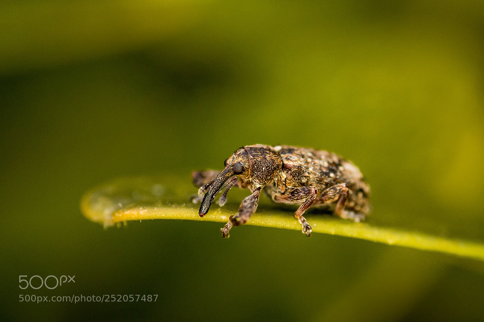 Canon EOS 70D sample photo. Insect photography