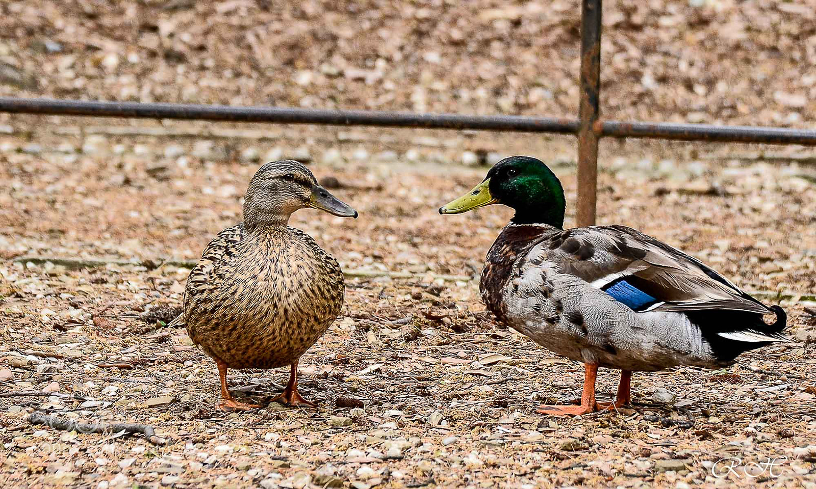 Nikon D7000 sample photo. Duck photography