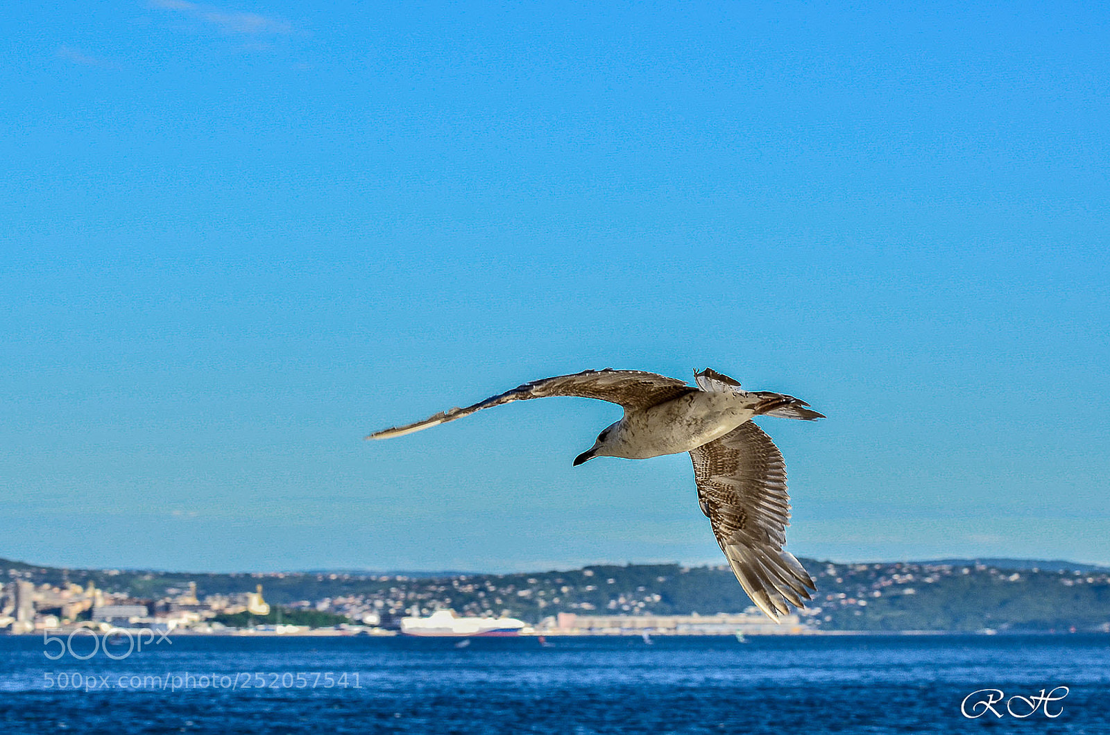 Nikon D7000 sample photo. Flush flight photography