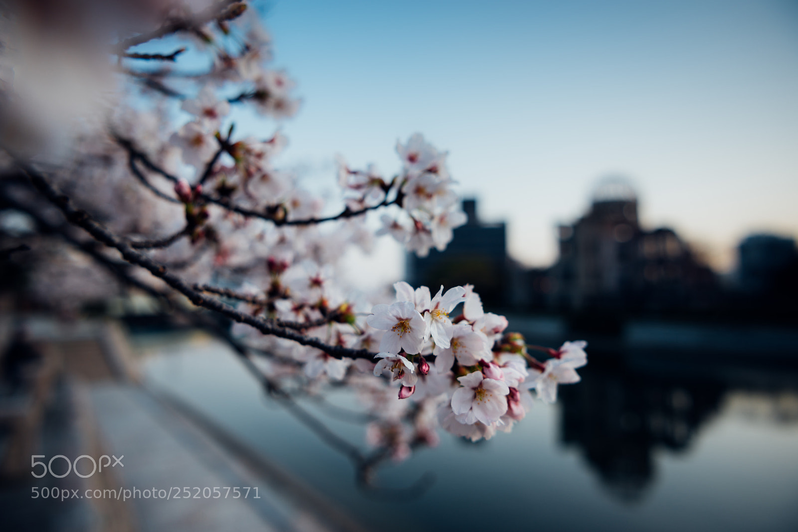 Nikon D610 sample photo. Morning blossom~ photography