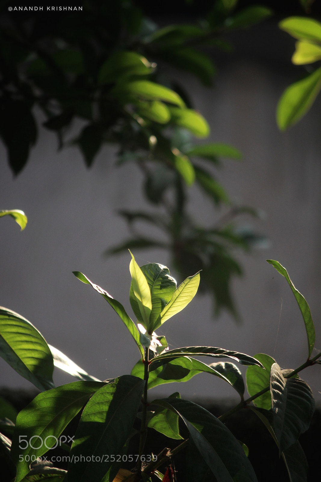 Canon EOS 700D (EOS Rebel T5i / EOS Kiss X7i) sample photo. Morning light ? photography