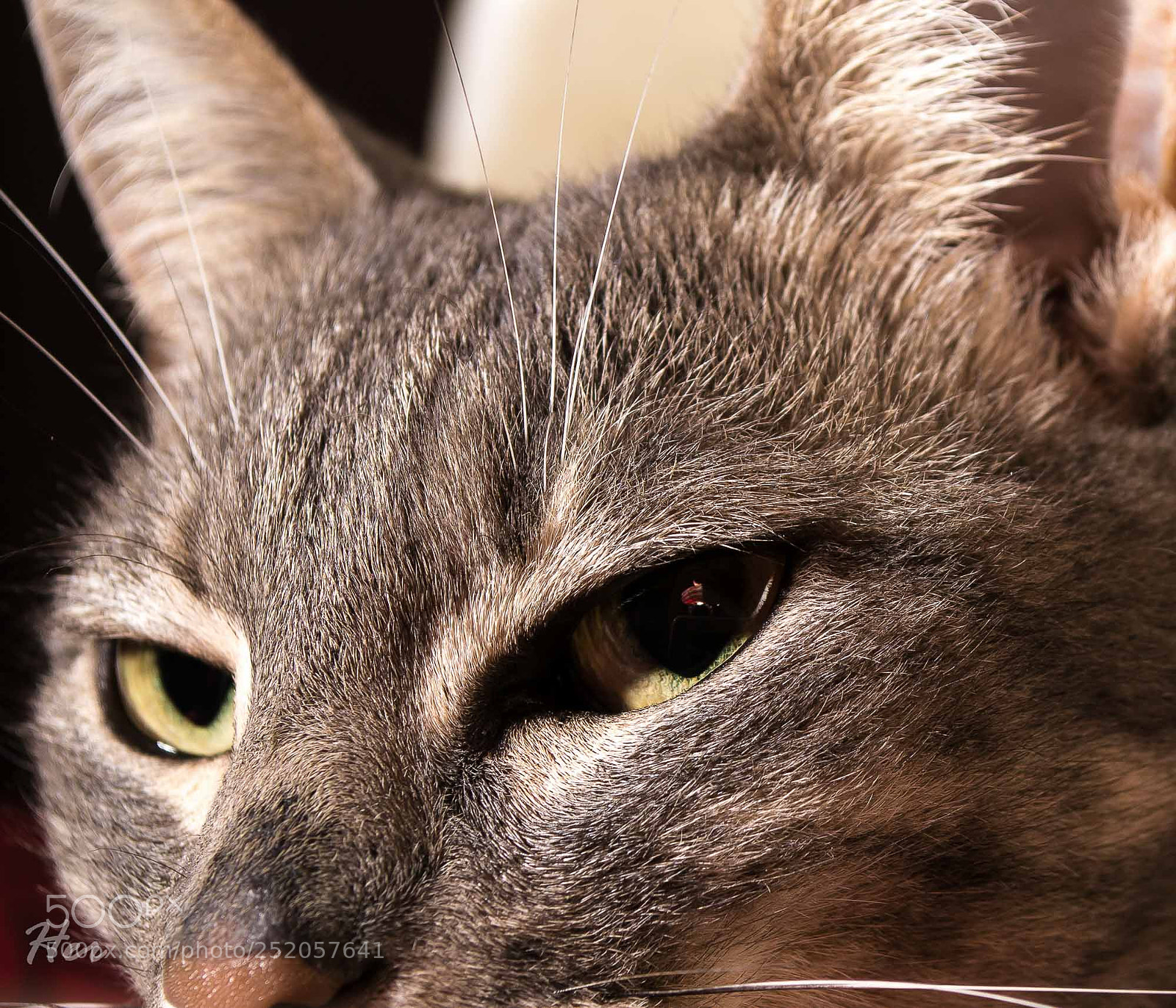 Nikon D3100 sample photo. La mirada de cleo photography