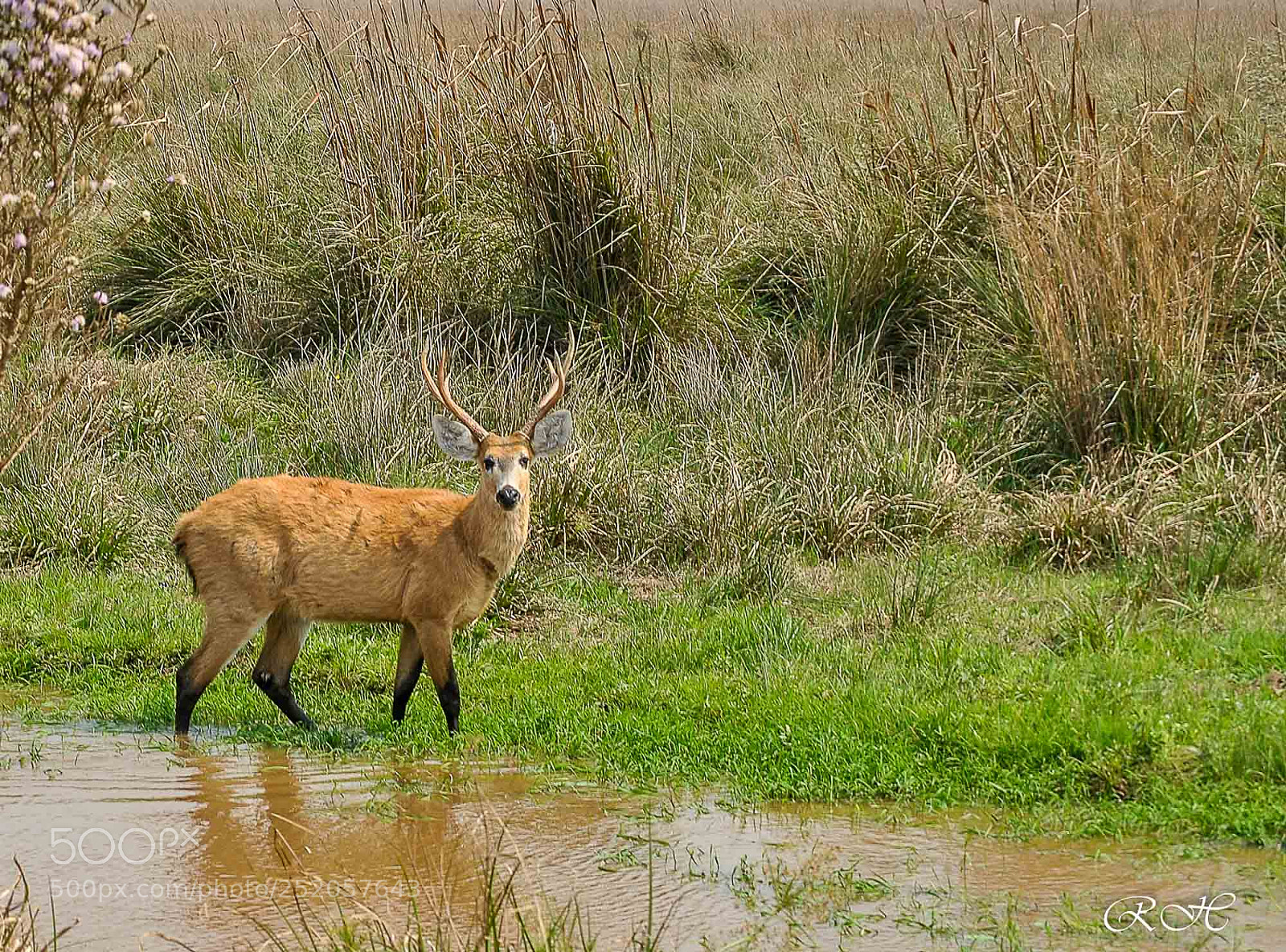 Nikon D3000 sample photo. Deer photography