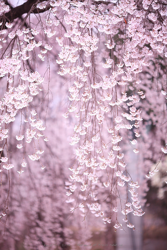 Canon EF 135mm F2L USM sample photo. Untitled photography