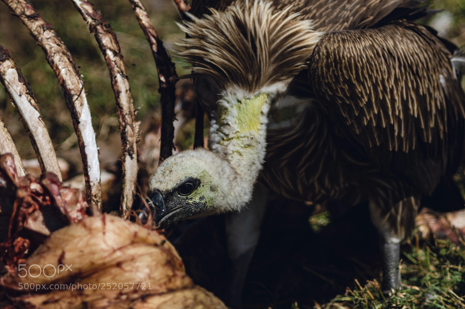 Canon EOS 5D Mark IV sample photo. The circle of life photography