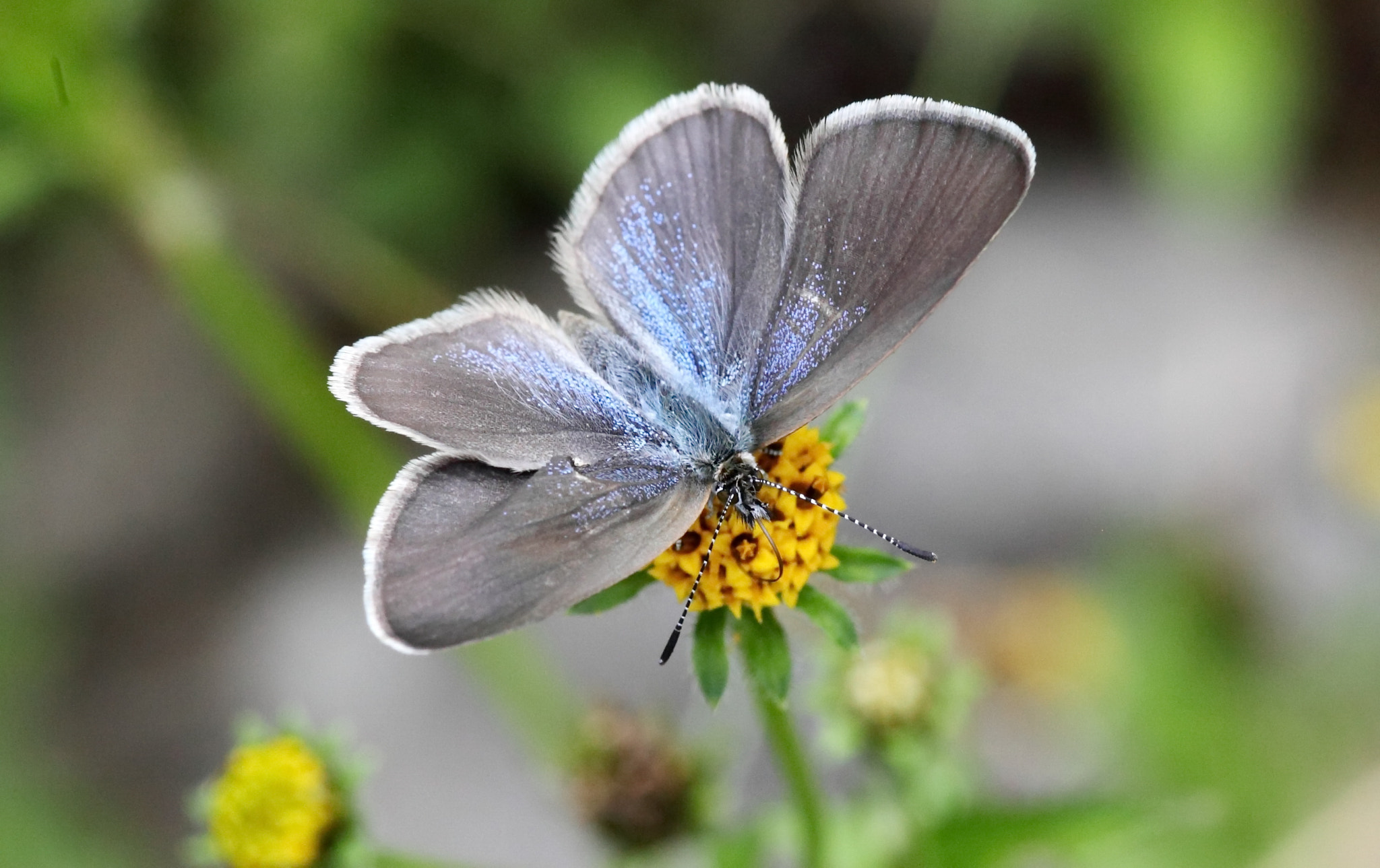 Canon 105mm sample photo