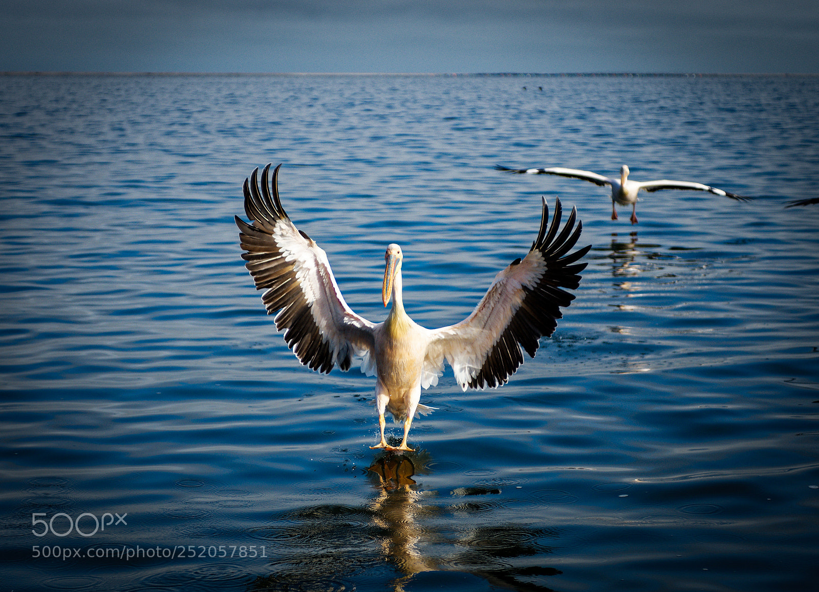 Nikon D500 sample photo. Pelican emergency landing photography