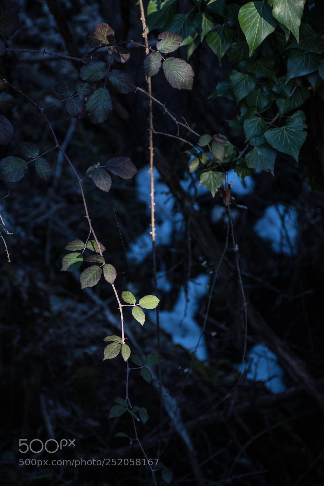 Nikon D5600 sample photo. Untitled photography