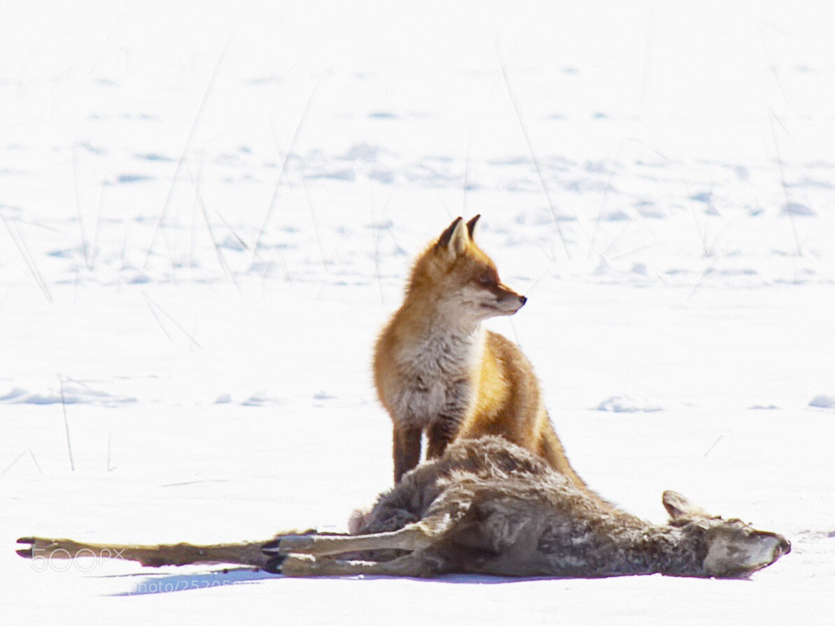 Nikon D7000 sample photo. Fox photography